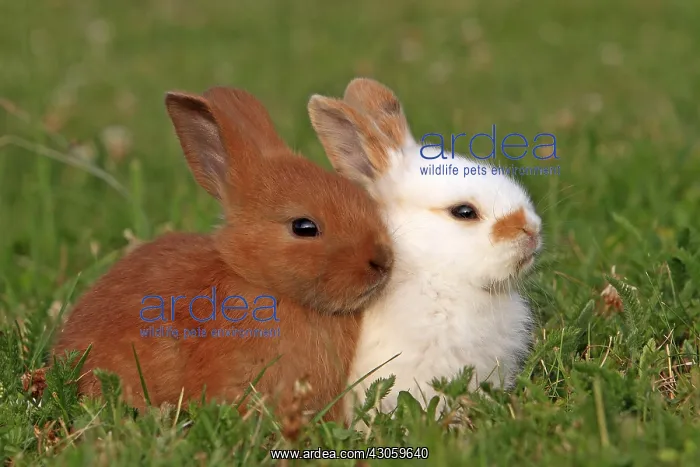 : Two Domestic rabbits in a meadow France : Two Domestic rabbits in a meadow France