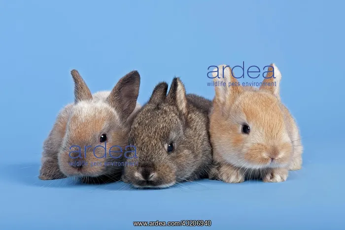 : Three Domestic Rabbits (Oryctolagus cuniculus forma : Three Domestic Rabbits (Oryctolagus cuniculus forma