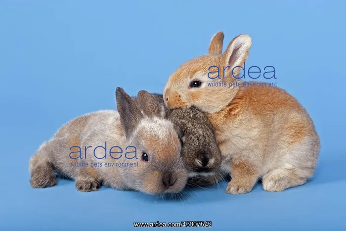 : Three Domestic Rabbits (Oryctolagus cuniculus forma : Three Domestic Rabbits (Oryctolagus cuniculus forma