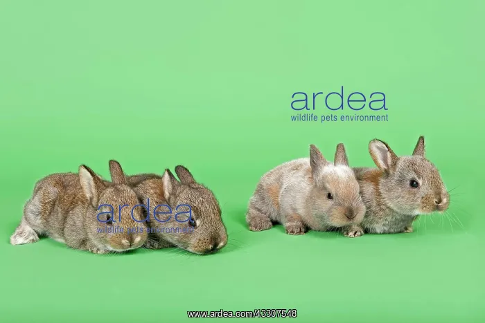 : Four Domestic Rabbits (Oryctolagus cuniculus forma : Four Domestic Rabbits (Oryctolagus cuniculus forma