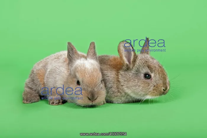: Two Domestic Rabbits (Oryctolagus cuniculus forma : Two Domestic Rabbits (Oryctolagus cuniculus forma