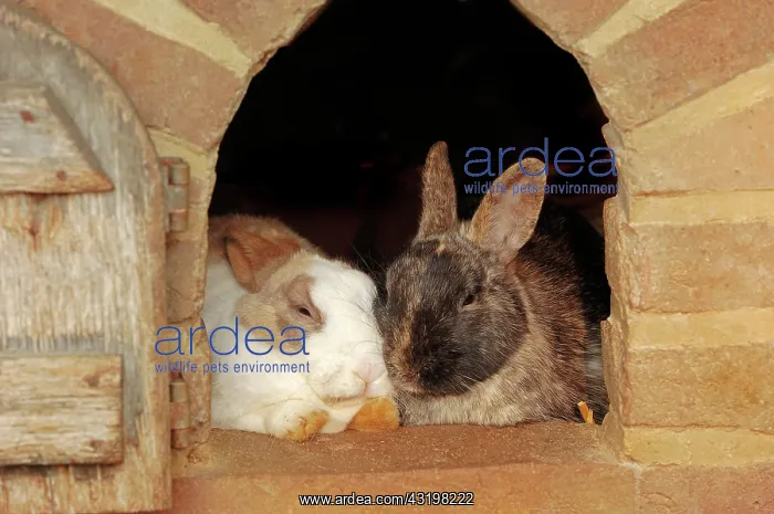 : Domestic rabbits (Oryctolagus cuniculus forma domestica) : Domestic rabbits (Oryctolagus cuniculus forma domestica)