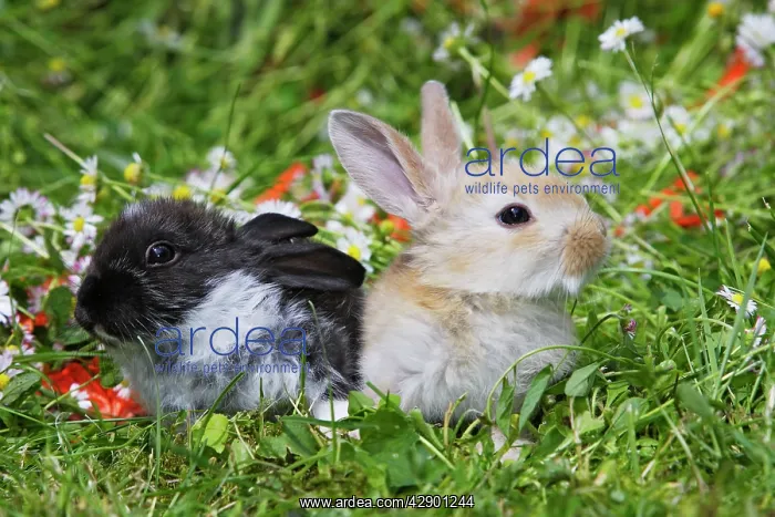  : Domestic Rabbits - outside amongst flowers