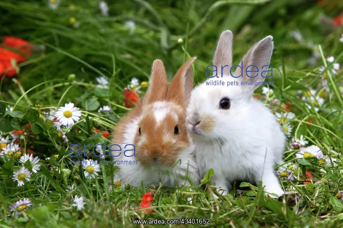  : Domestic Rabbits - outside amongst flowers
