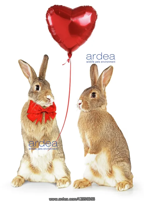 : Domestic Rabbits standing up holding heart shaped balloon : Domestic Rabbits standing up holding heart shaped balloon
