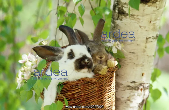  : DOMESTIC RABBITS - x two in basket in tree