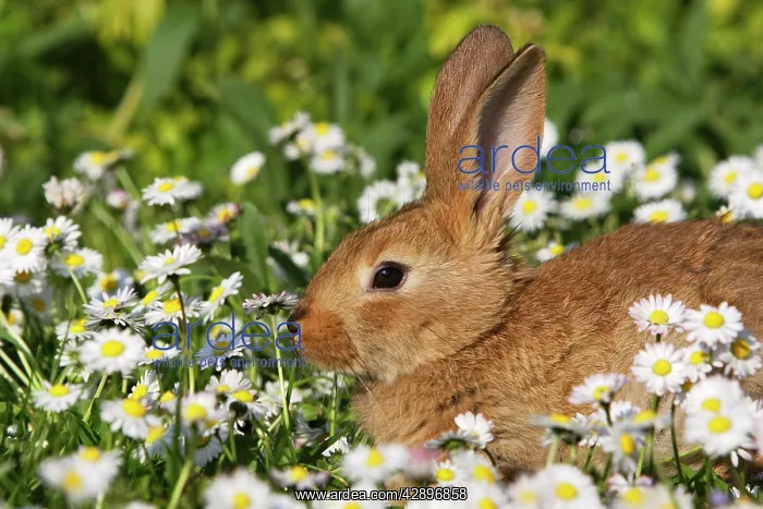  : Domestic Rabbits - young in daisies