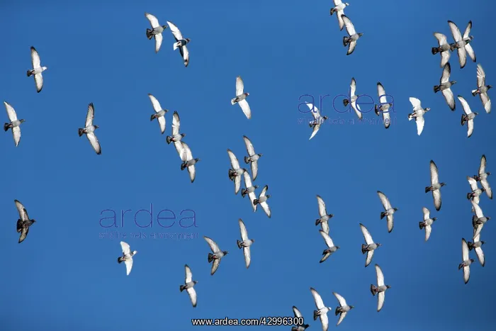 : Domestic / Racing Pigeons - flock in flight Castro : Domestic / Racing Pigeons - flock in flight Castro