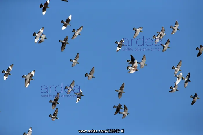 : Domestic / Racing Pigeons - flock in flight Castro : Domestic / Racing Pigeons - flock in flight Castro