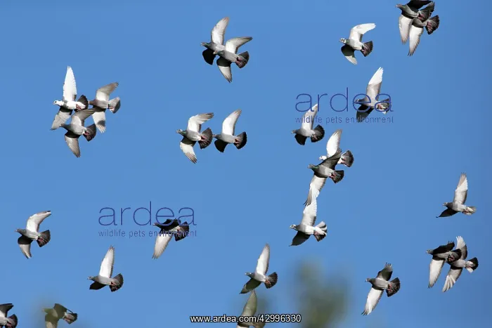: Domestic / Racing Pigeons - flock in flight Castro : Domestic / Racing Pigeons - flock in flight Castro