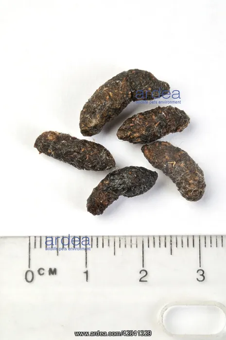  : Domestic Rat droppings - With measurement rule