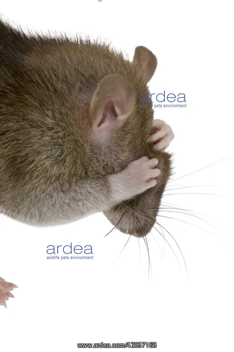 : Domestic Rat grooming in studio : Domestic Rat grooming in studio