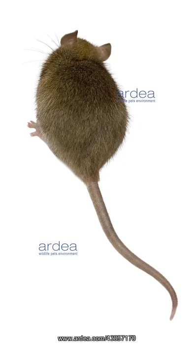 : Domestic Rat in studio : Domestic Rat in studio