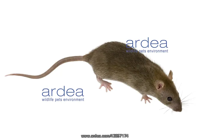 : Domestic Rat in studio : Domestic Rat in studio