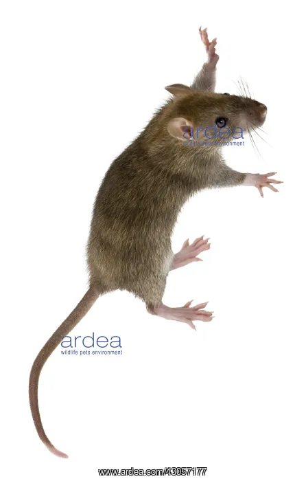 : Domestic Rat in studio : Domestic Rat in studio
