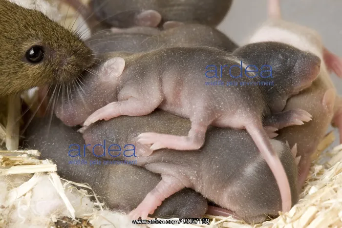 : Domestic rat and its young in the nest France : Domestic rat and its young in the nest France