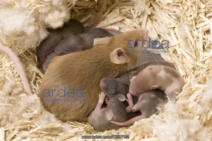 : Domestic rat and its young in the nest France : Domestic rat and its young in the nest France