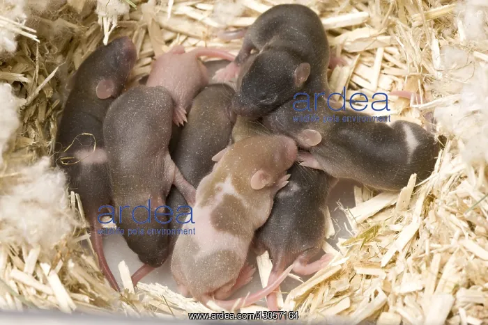 : Domestic rat and its young in the nest France : Domestic rat and its young in the nest France