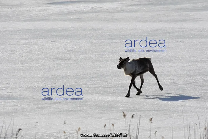 : Domestic reindeer crossing a frozen lake Sweden : Domestic reindeer crossing a frozen lake Sweden