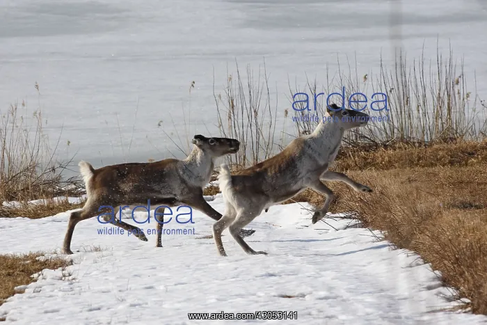 : Domestic reindeers crossing a frozen lake Sweden : Domestic reindeers crossing a frozen lake Sweden