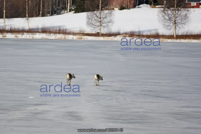 : Domestic reindeers crossing a frozen lake Sweden : Domestic reindeers crossing a frozen lake Sweden