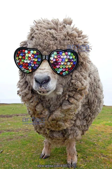 : Domestic Sheep : Domestic Sheep
