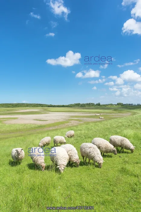 : Domestic Sheep : Domestic Sheep