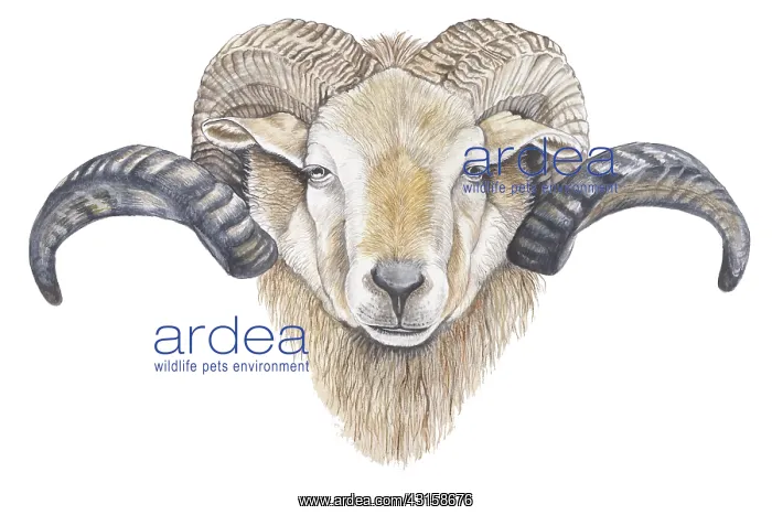 : Domestic Sheep : Domestic Sheep