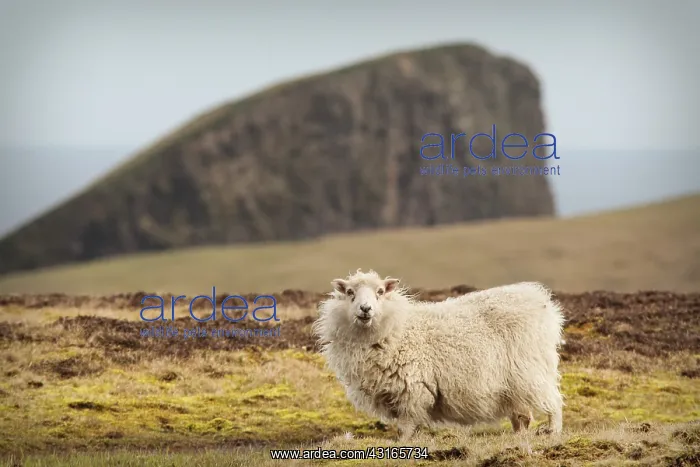 : Domestic Sheep : Domestic Sheep