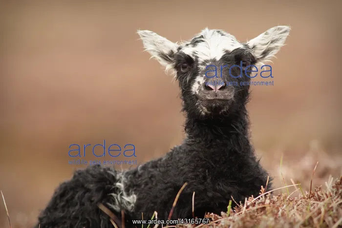 : Domestic Sheep : Domestic Sheep