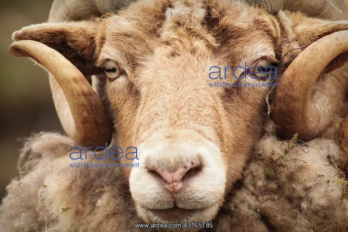 : Domestic Sheep : Domestic Sheep