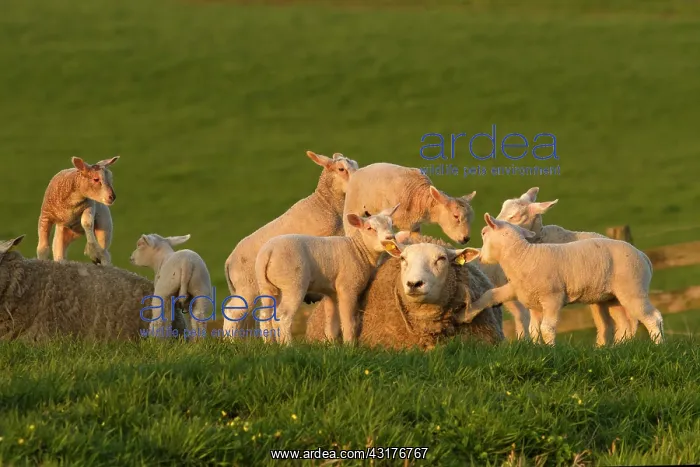 : Domestic Sheep : Domestic Sheep