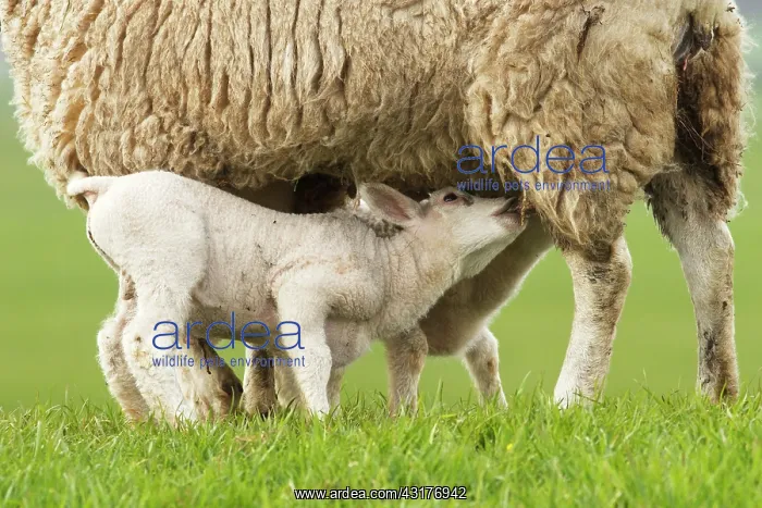 : Domestic Sheep : Domestic Sheep