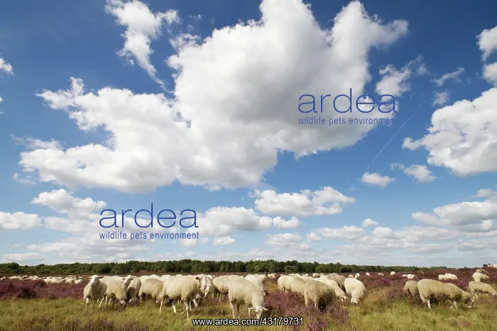 : Domestic Sheep : Domestic Sheep