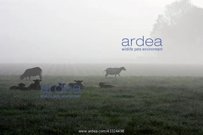 : Domestic Sheep : Domestic Sheep