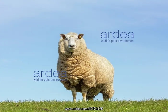 : Domestic sheep : Domestic sheep