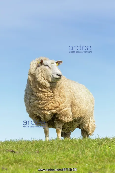 : Domestic sheep : Domestic sheep