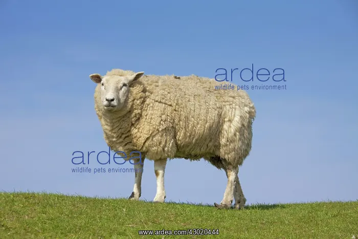  : Domestic Sheep adult ewe