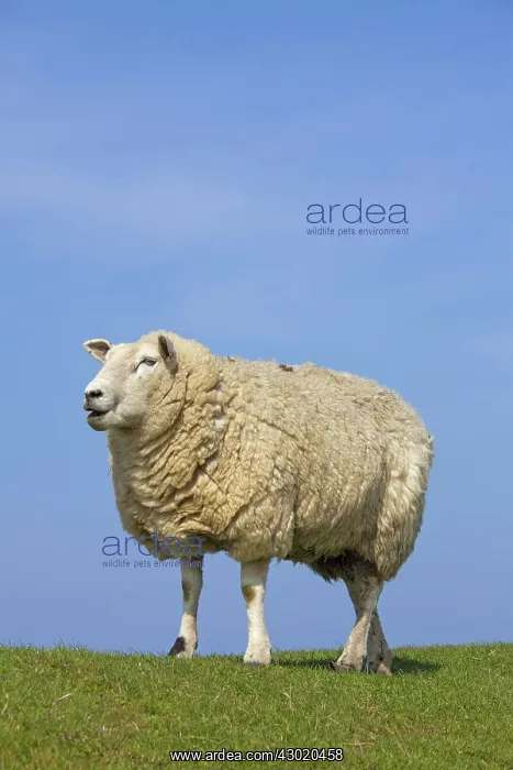  : Domestic Sheep adult ewe