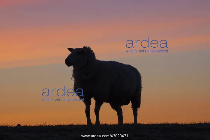  : Domestic Sheep adult ewe