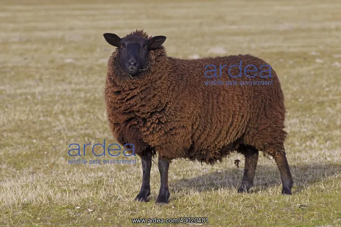 : Domestic Sheep adult ewe
