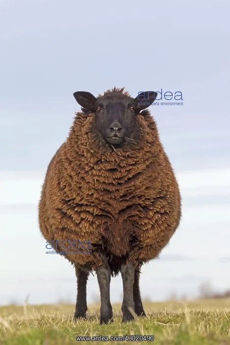  : Domestic Sheep adult ewe