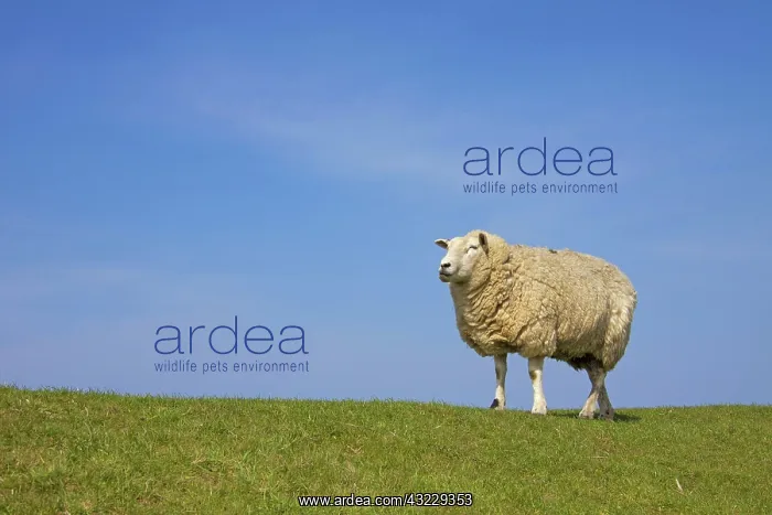  : Domestic Sheep adult ewe