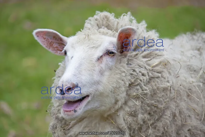  : Domestic Sheep adult ewe portrait
