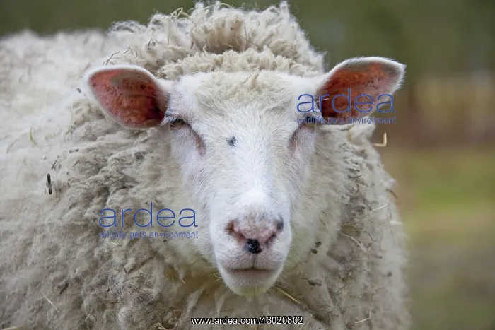  : Domestic Sheep adult ewe portrait