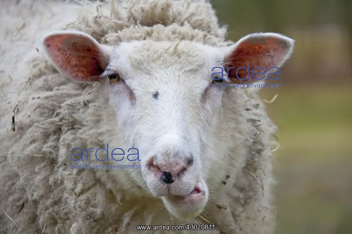 : Domestic Sheep adult ewe portrait
