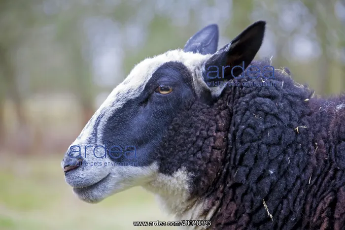  : Domestic Sheep adult ewe portrait