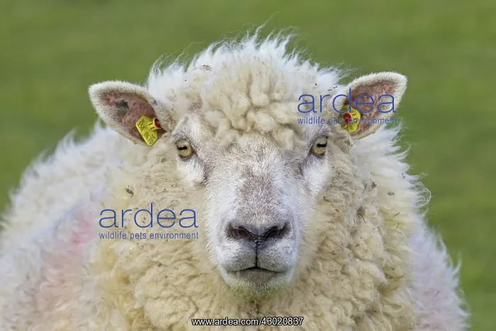  : Domestic Sheep adult ewe portrait