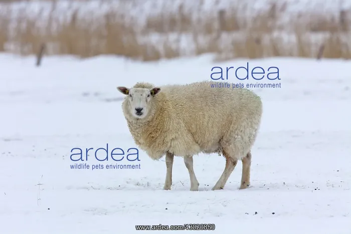  : Domestic Sheep adult ewe in snow