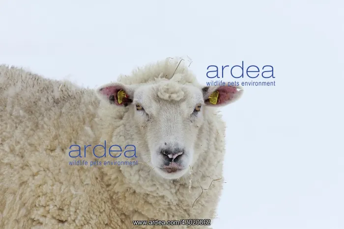  : Domestic Sheep adult ewe in snow